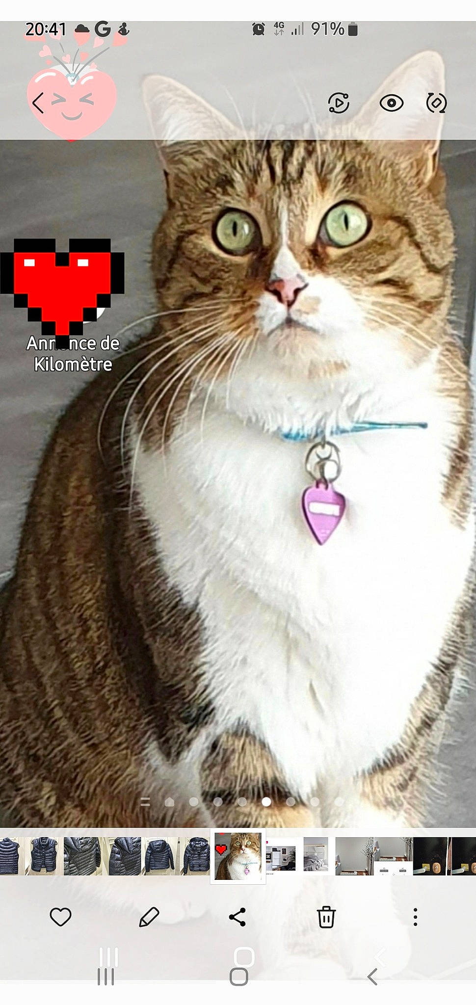 Chaussette a rejoint le concours — aidez-le/la à gagner de superbes lots ! carnivore, cat, cat_supply, collar, domestic_short_haired_cat, event, felidae, font, fur, graphics, holiday, paw, pet_supply, photo_caption, photography, small_to_medium_sized_cats, snapshot, symbol, terrestrial_animal, whiskers