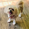 dog, small_dog, fluffy, white_fur, brown_fur, happy, smiling, open_mouth, tongue, curled_tail, collar, pet_tag, indoor, wood_floor, standing, looking_at_camera, portrait, cute, companion_animal, photography