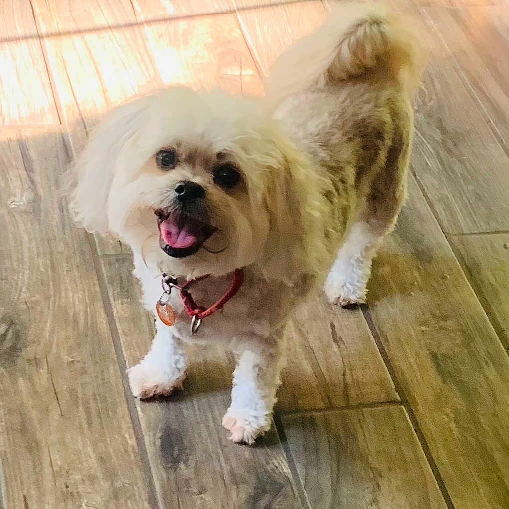 Teddy