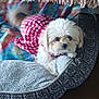 dog, small_dog, pet_bed, blanket, red_dress, checkered_pattern, fur, indoor, wooden_floor, cozy, curious, resting, cute, fluffy, tail, home, comfort, animal, domestic, soft