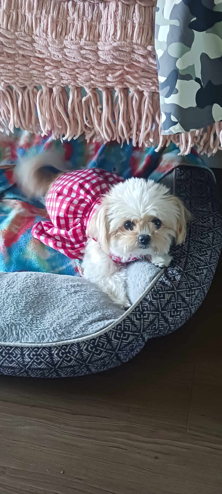 Annie is registered to the contest to win money with this photo: dog, small_dog, pet_bed, blanket, red_dress, checkered_pattern, fur, indoor, wooden_floor, cozy, curious, resting, cute, fluffy, tail, home, comfort, animal, domestic, soft