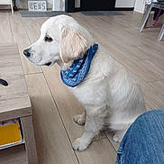 Aston a rejoint le concours — aidez-le/la à gagner de superbes lots ! puppy, dog, white_dog, bandana, indoor, wooden_floor, table, jeans, pet, young_dog, cute, sitting, side_view, home, flooring, domestic_animal, fur, animal, looking, observation