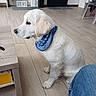 puppy, dog, white_dog, bandana, indoor, wooden_floor, table, jeans, pet, young_dog, cute, sitting, side_view, home, flooring, domestic_animal, fur, animal, looking, observation
