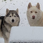Nyméria a rejoint le concours — aidez-le/la à gagner de superbes lots ! dog, husky, snow, outdoor, animal, pet, winter, bench, fur, canine, nature, cold, two_dogs, alert, mammal, portrait, eyes, ears, snout, companions