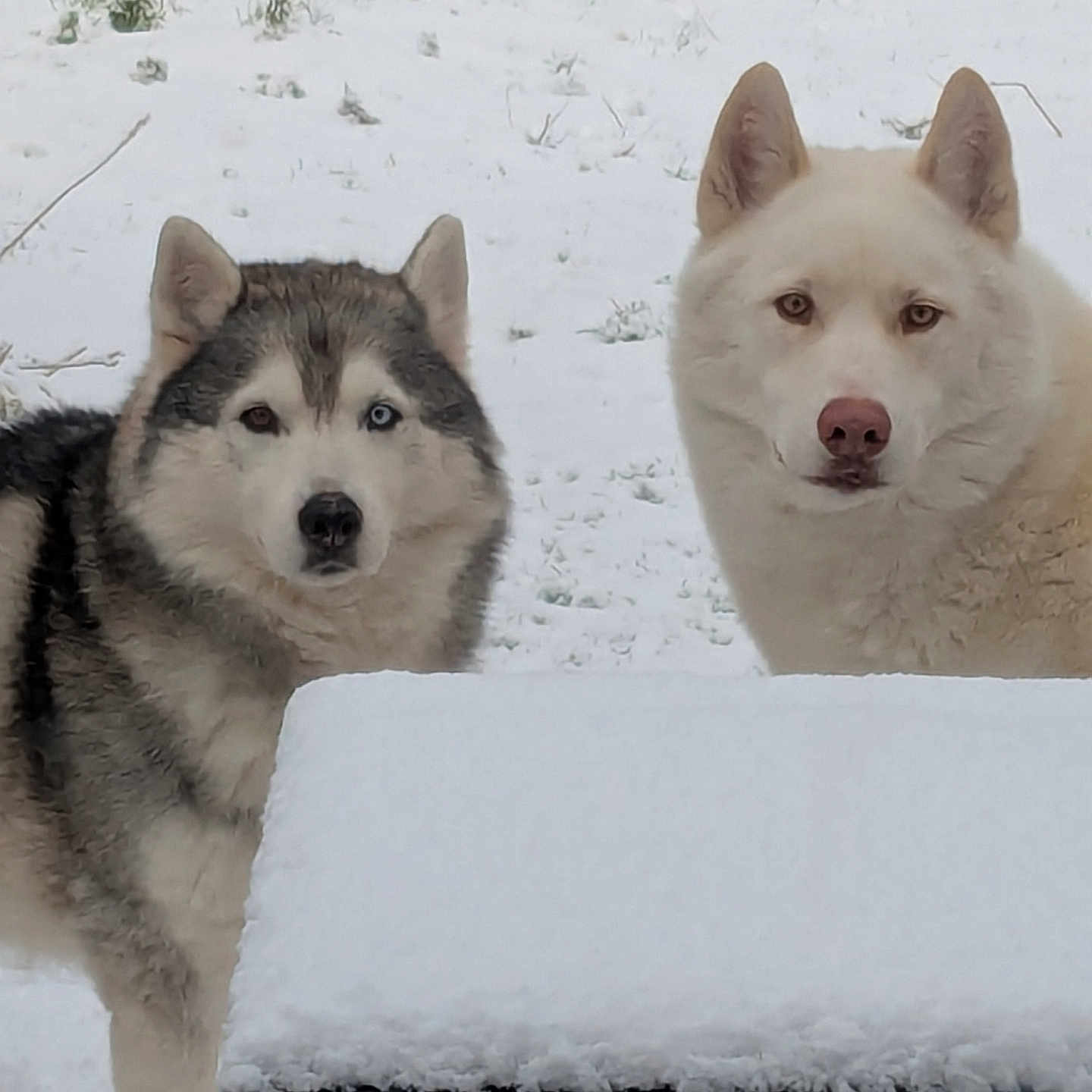 Nyméria a rejoint le concours — aidez-le/la à gagner de superbes lots ! dog, husky, snow, outdoor, animal, pet, winter, bench, fur, canine, nature, cold, two_dogs, alert, mammal, portrait, eyes, ears, snout, companions