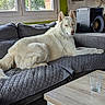dog, white_dog, couch, quilted_blanket, living_room, window, glass, wooden_table, indoor, pet, canine, relaxed, alert, furniture, home, cozy, daylight, plant_outside, gray, decor