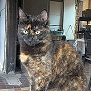 Coockie a rejoint le concours — aidez-le/la à gagner de superbes lots ! cat, tortoiseshell, green_eyes, indoor, feline, sitting, fur, pet, animal, looking_away, close_up, texture, tile_floor, brick_wall, shelf, chair, window, doorway, domestic, house