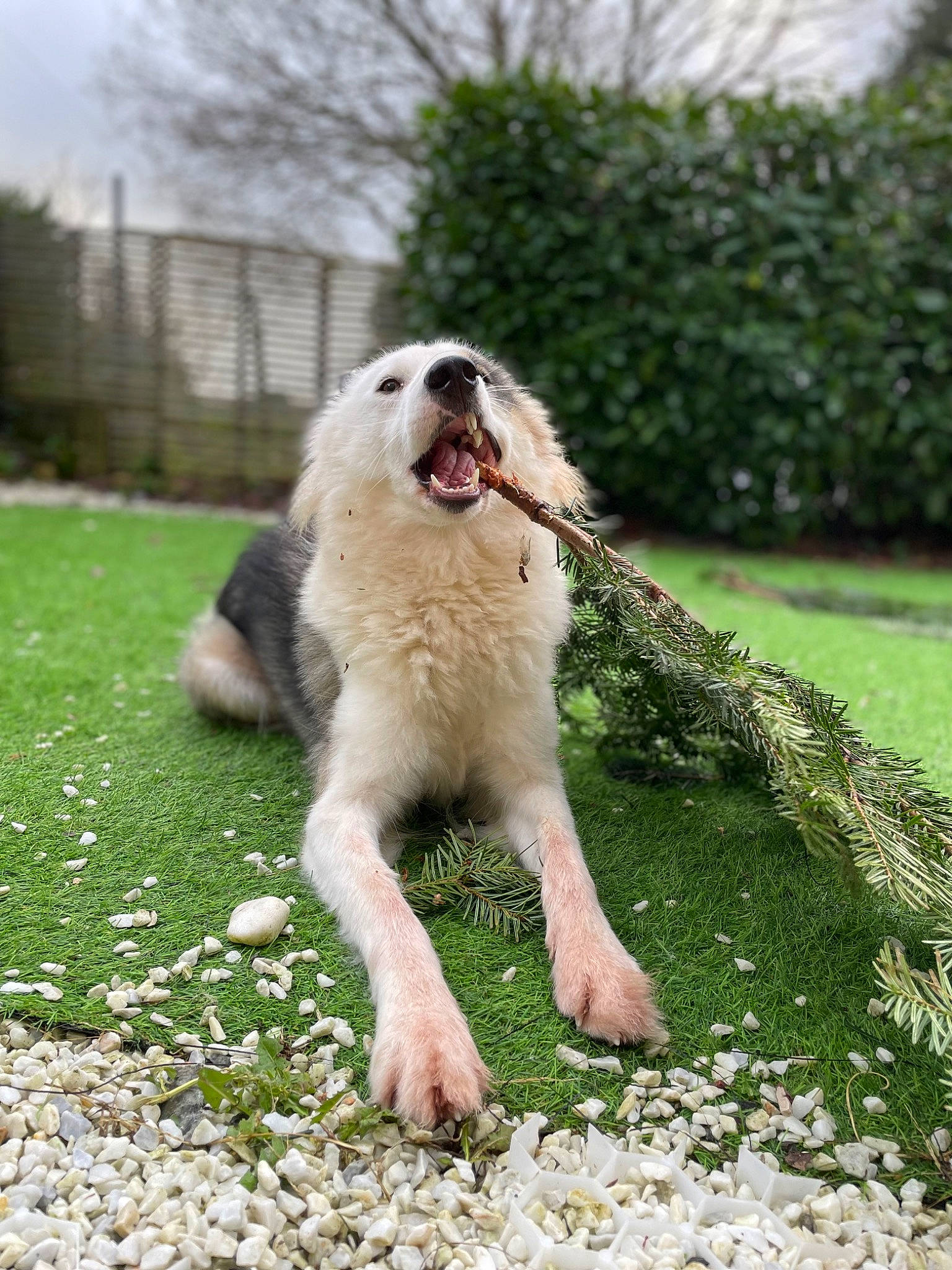 Senja a rejoint le concours — aidez-le/la à gagner de superbes lots ! canidae, carnivore, companion_dog, dog, dog_breed, grass, kuvasz, livestock_guardian_dog, maremma_sheepdog, plant, polish_tatra_sheepdog, sky, sporting_group, terrestrial_animal, tree, working_animal, working_dog