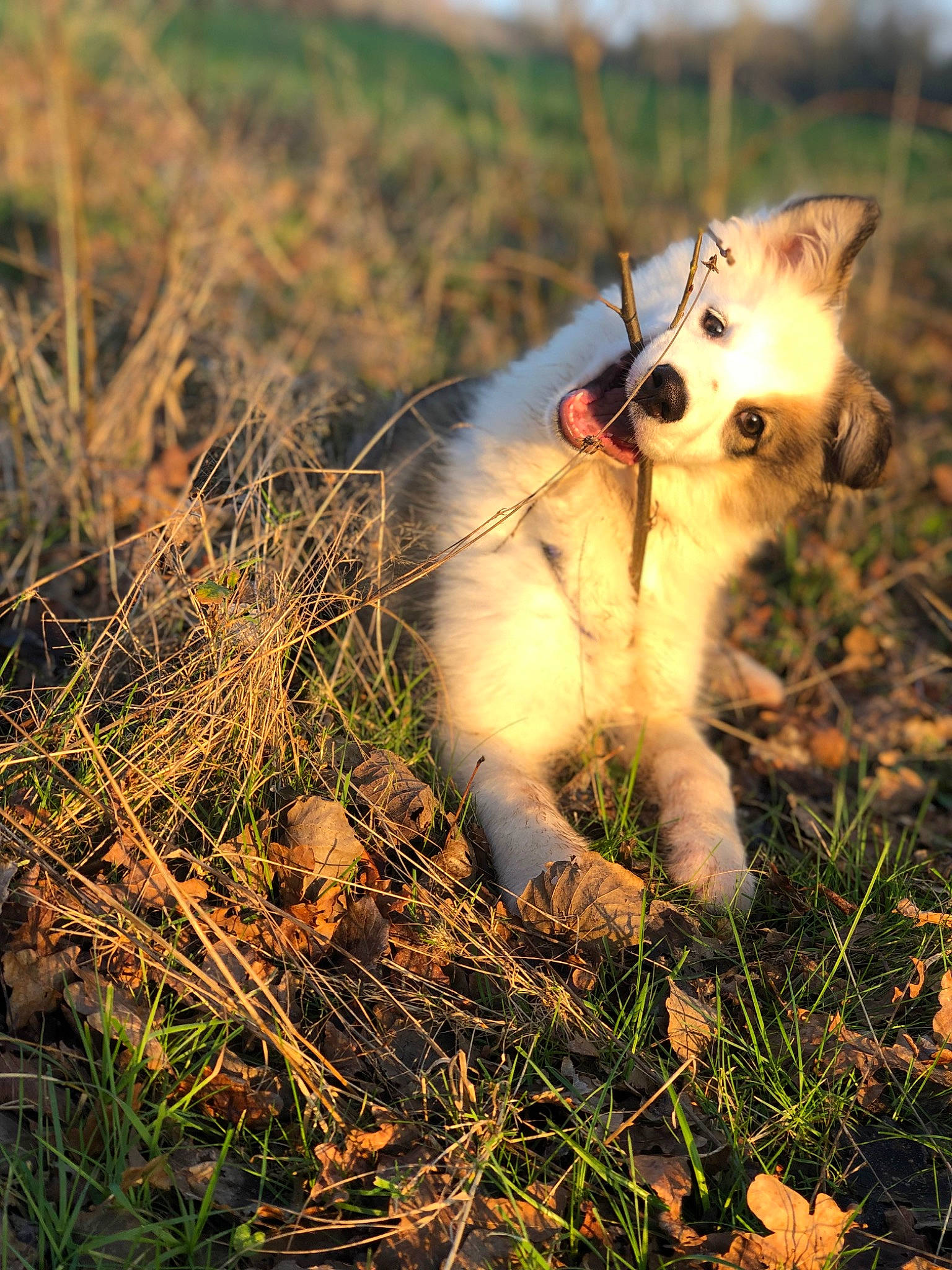 Senja a rejoint le concours — aidez-le/la à gagner de superbes lots ! carnivore, companion_dog, dog, dog_breed, fawn, felidae, flash_photography, fur, grass, grassland, happy, landscape, natural_landscape, prairie, sky, small_to_medium_sized_cats, snout, tail, terrestrial_animal, whiskers