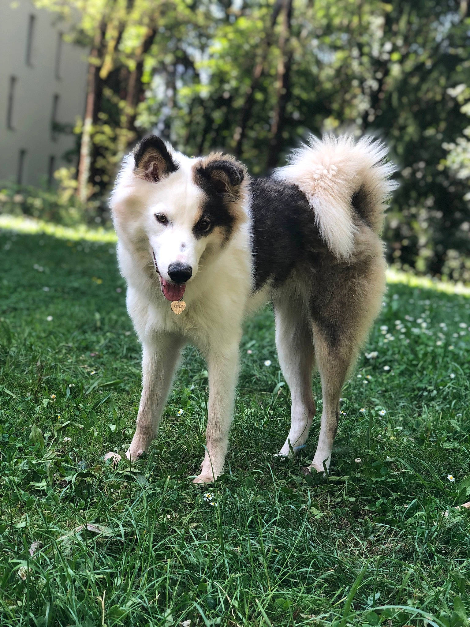 Senja a rejoint le concours — aidez-le/la à gagner de superbes lots ! ancient_dog_breeds, canidae, canis, carnivore, companion_dog, dog, dog_breed, grass, non_sporting_group, sled_dog, sporting_group, tail, terrestrial_animal, tree, working_animal, working_dog