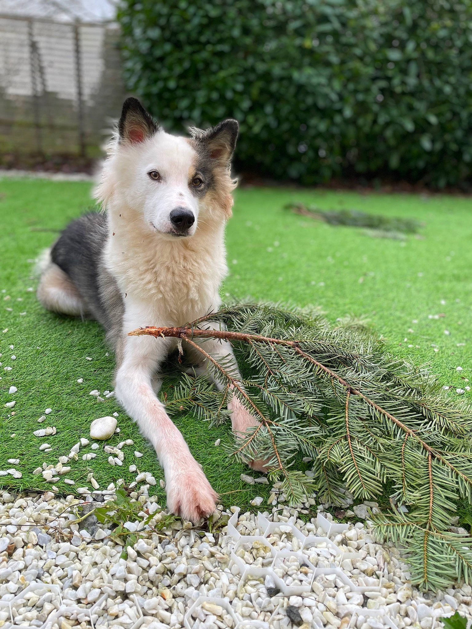 Senja participe au concours pour gagner de l'argent avec cette photo : ancient_dog_breeds, canidae, carnivore, companion_dog, dog, dog_breed, dog_supply, fawn, grass, groundcover, non_sporting_group, pet_supply, plant, road_surface, soil, sporting_group, tail, working_animal, working_dog