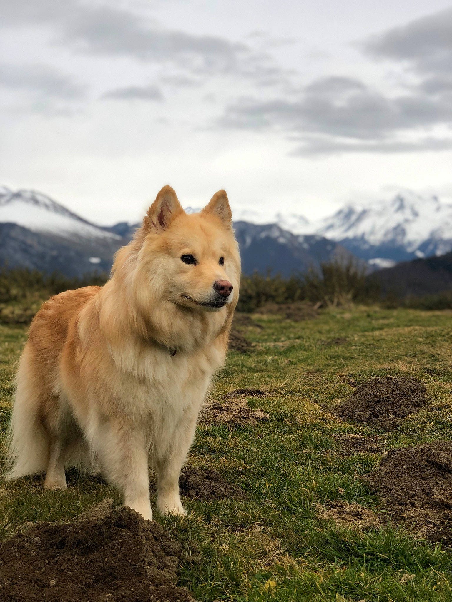 Peach a rejoint le concours — aidez-le/la à gagner de superbes lots ! canidae, canis, carnivore, cloud, companion_dog, dog, dog_breed, fawn, german_spitz_klein, german_spitz_mittel, grass, grassland, mountain, plant, sky, snout, spitz, sporting_group, tail, terrestrial_animal