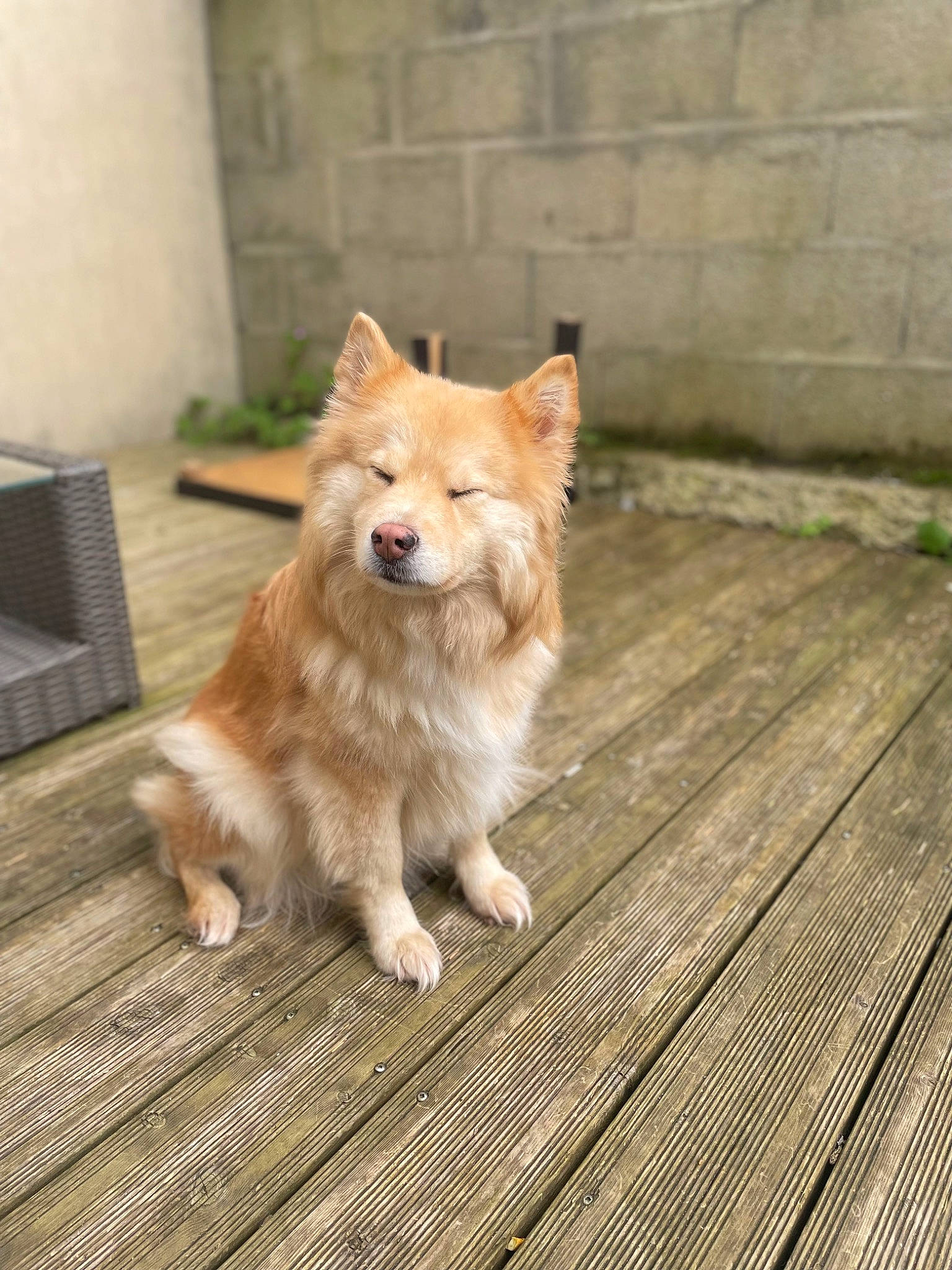 Peach a rejoint le concours — aidez-le/la à gagner de superbes lots ! canidae, carnivore, companion_dog, dog, dog_breed, fawn, flooring, fur, german_spitz, hardwood, plank, snout, spitz, sporting_group, tail, terrestrial_animal, tree, whiskers, wood, working_animal