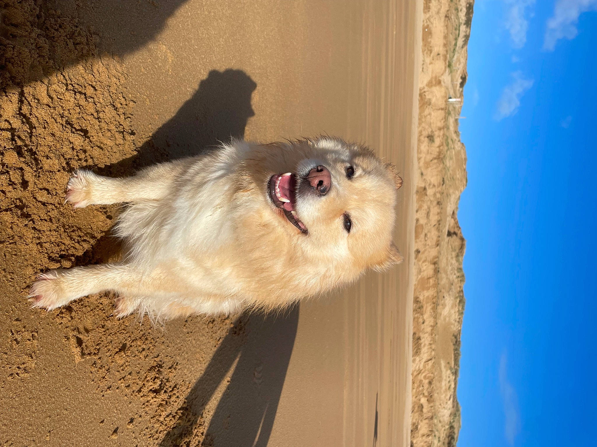 Peach participe au concours pour gagner de l'argent avec cette photo : blue, canidae, carnivore, companion_dog, dog, dog_breed, fawn, foot, fur, german_spitz, non_sporting_group, paw, sky, sporting_group, tail, water, whiskers, wood