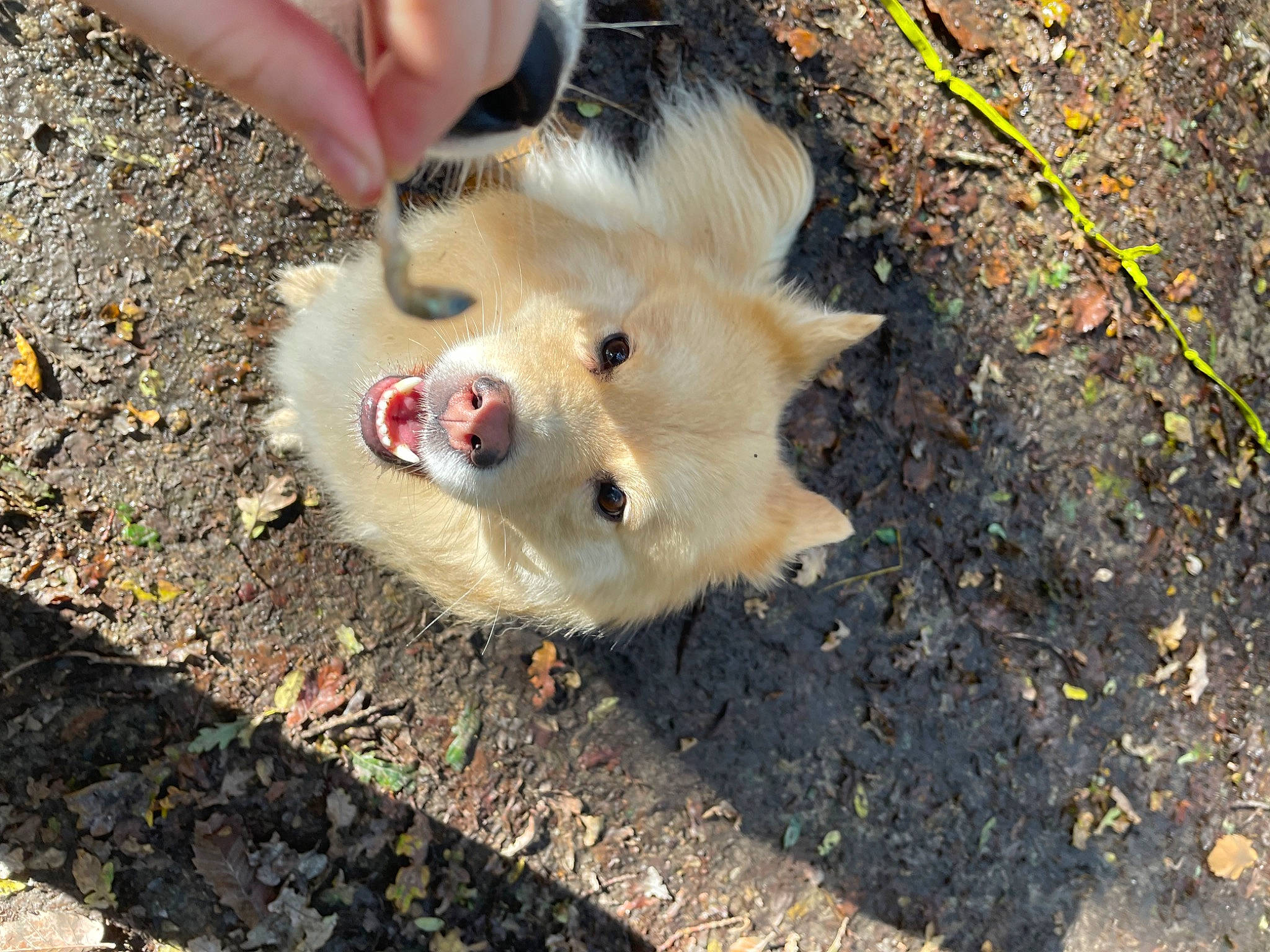 Peach participe au concours pour gagner de l'argent avec cette photo : canidae, canis, carnivore, companion_dog, dog, dog_breed, fawn, fur, german_spitz, german_spitz_klein, german_spitz_mittel, road_surface, snout, spitz, sporting_group, toy_dog, volpino_italiano, whiskers, wildlife, working_animal