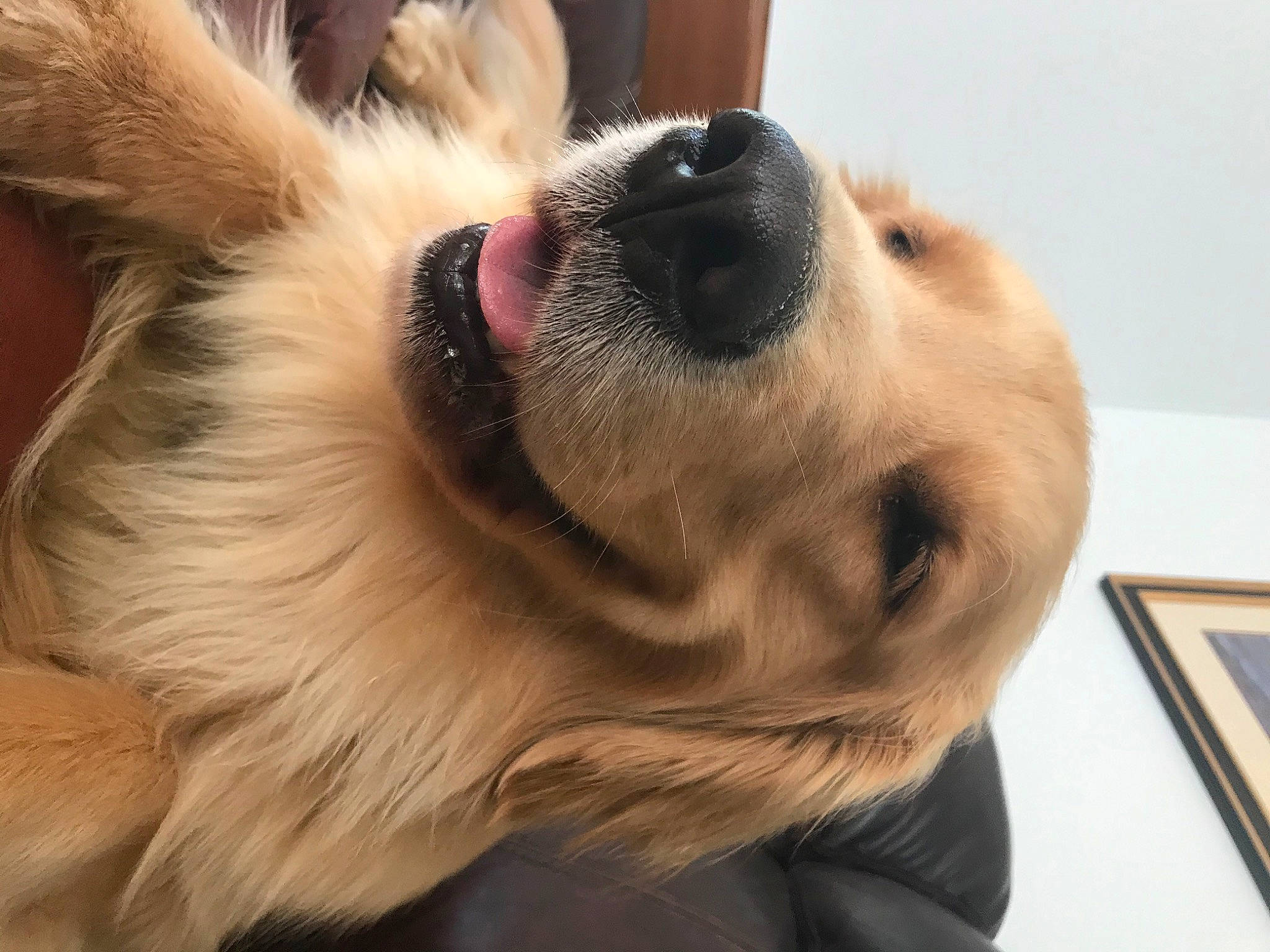 Lexington joined the competition — help win amazing prizes! canidae, carnivore, companion_dog, dog, dog_breed, ear, fawn, fur, golden_retriever, mammal, nose, photography, puppy_love, retriever, snout, sporting_group, whiskers