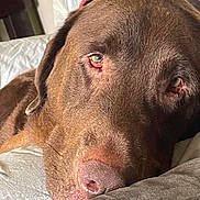 Hose is registered to the contest to win money with this photo: dog, brown, close_up, resting, face, nose, eyes, canine, pet, fur, indoor, cushion, comfort, relaxed, sleepy, muzzle, whiskers, portrait, animal, companion