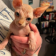 Lord Berrus is registered to the contest to win money with this photo: sphynx_cat, cat, hairless_cat, pet, animal, indoor, human_hand, holding, close_up, eyes, ears, wrinkles, feline, cozy, sweatshirt, bookshelf, room, curious, portrait, domestic