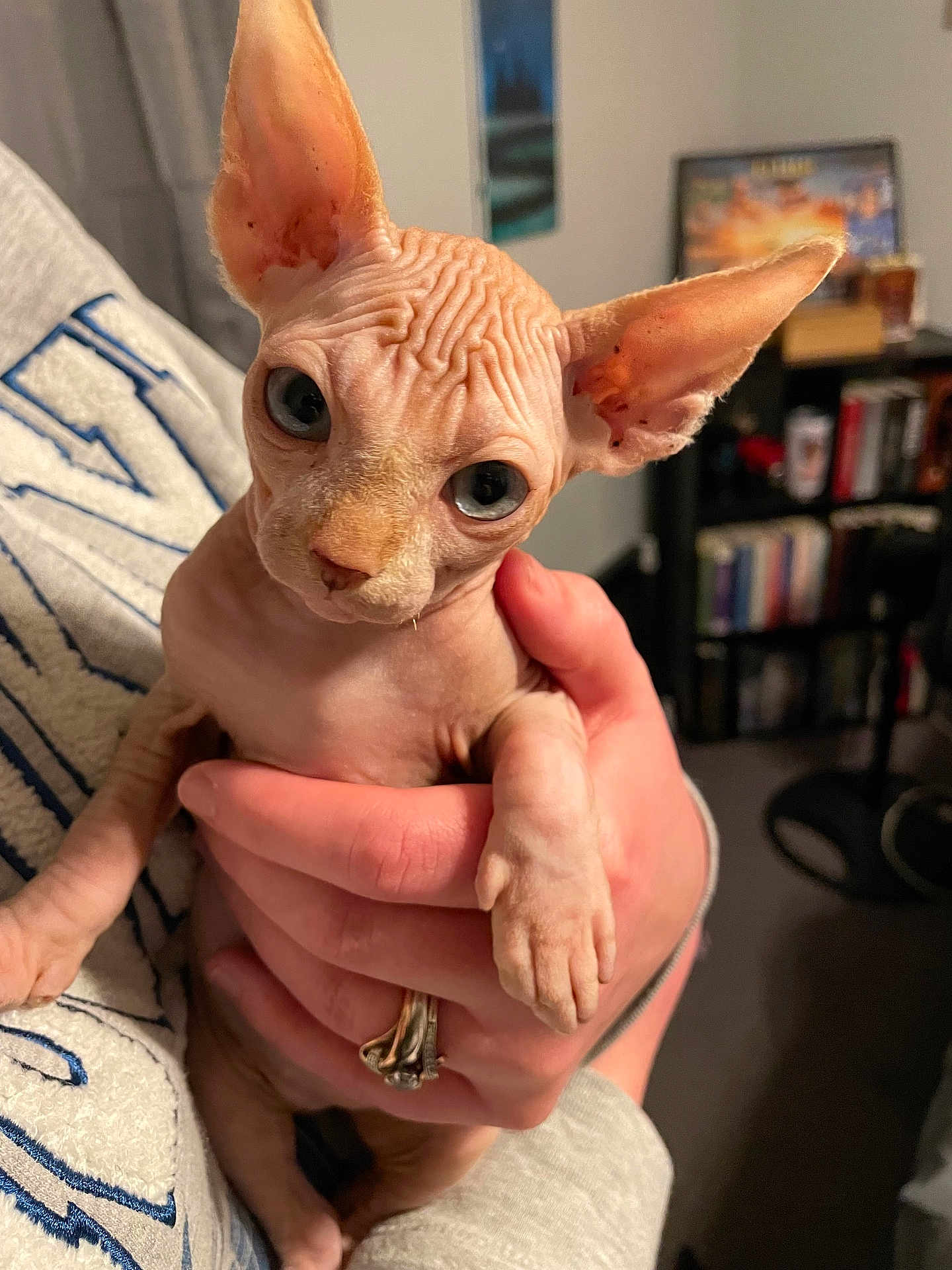 Lord Berrus is registered to the contest to win money with this photo: sphynx_cat, cat, hairless_cat, pet, animal, indoor, human_hand, holding, close_up, eyes, ears, wrinkles, feline, cozy, sweatshirt, bookshelf, room, curious, portrait, domestic