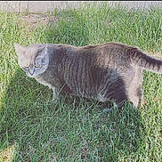 Mika is registered to the contest to win money with this photo: cat, gray_tabby, grass, outdoor, sunlight, shadow, animal, pet, nature, feline, whiskers, ears, tail, ground, daylight, curious, walking, mammal, striped, alert