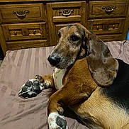 Fred is registered to the contest to win money with this photo: basset_hound, dog, pet, bed, paw, fur, ears, wooden_dresser, television, indoor, brown, black, white, striped_bedspread, relaxed, animal, canine, looking_back, close_up, home
