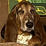 Fred is registered to the contest to win money with this photo: dog, basset_hound, pet, close_up, ears, brown, white, fur, animal, resting, indoors, couch, blanket, portrait, canine, mammal, face, snout, relaxed, companion