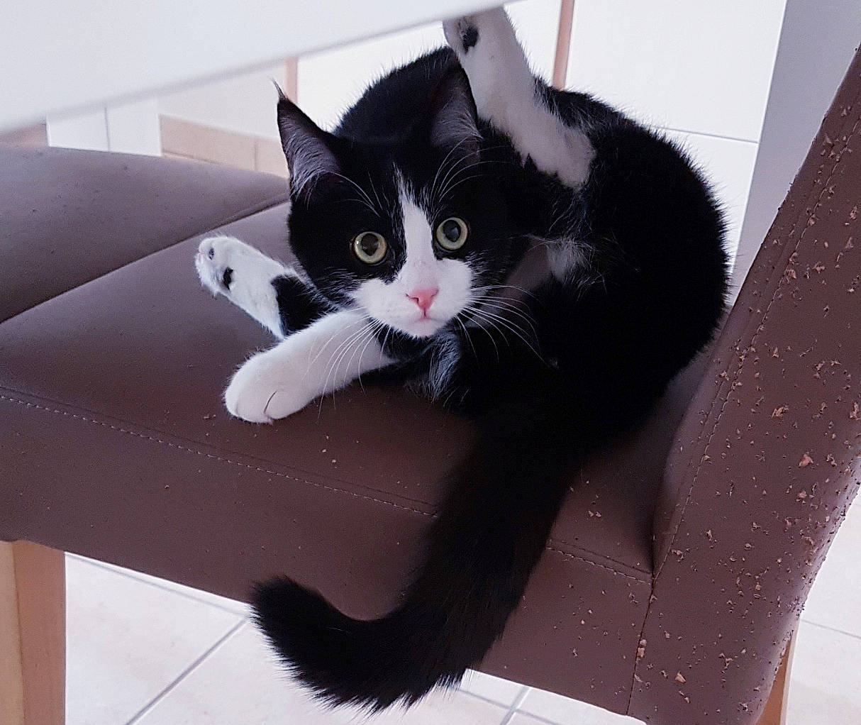 Papaye participe au concours pour gagner de l'argent avec cette photo : black, black_and_white, black_cat, carnivore, cat, domestic_short_haired_cat, ear, european_shorthair, felidae, fur, kitten, leg, paw, polydactyl_cat, small_to_medium_sized_cats, square, tail, whiskers