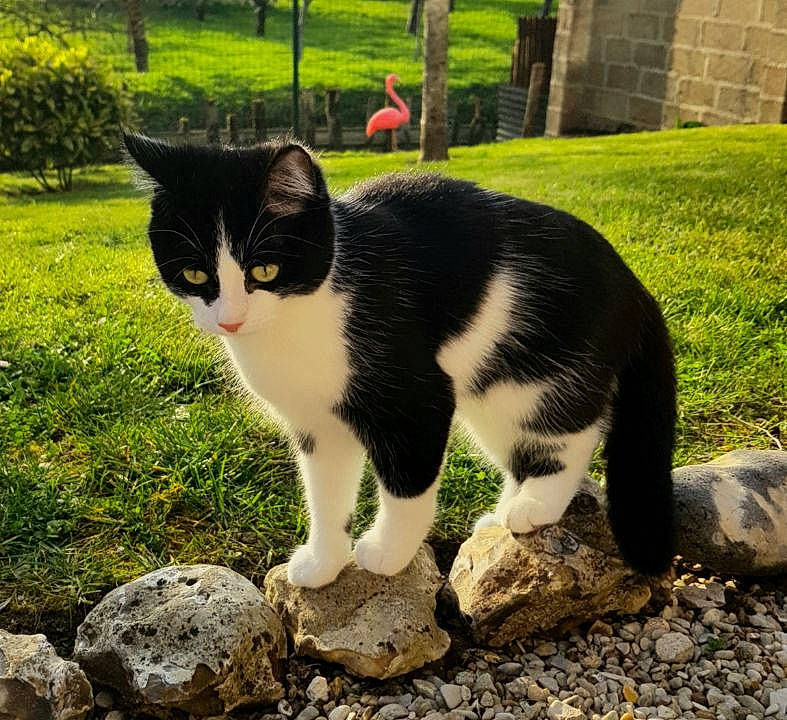 Papaye a rejoint le concours — aidez-le/la à gagner de superbes lots ! aegean_cat, american_wirehair, carnivore, cat, domestic_short_haired_cat, european_shorthair, eye, felidae, fur, grass, mammal, organism, plant, polydactyl_cat, sky, small_to_medium_sized_cats, snout, tail, tree, whiskers