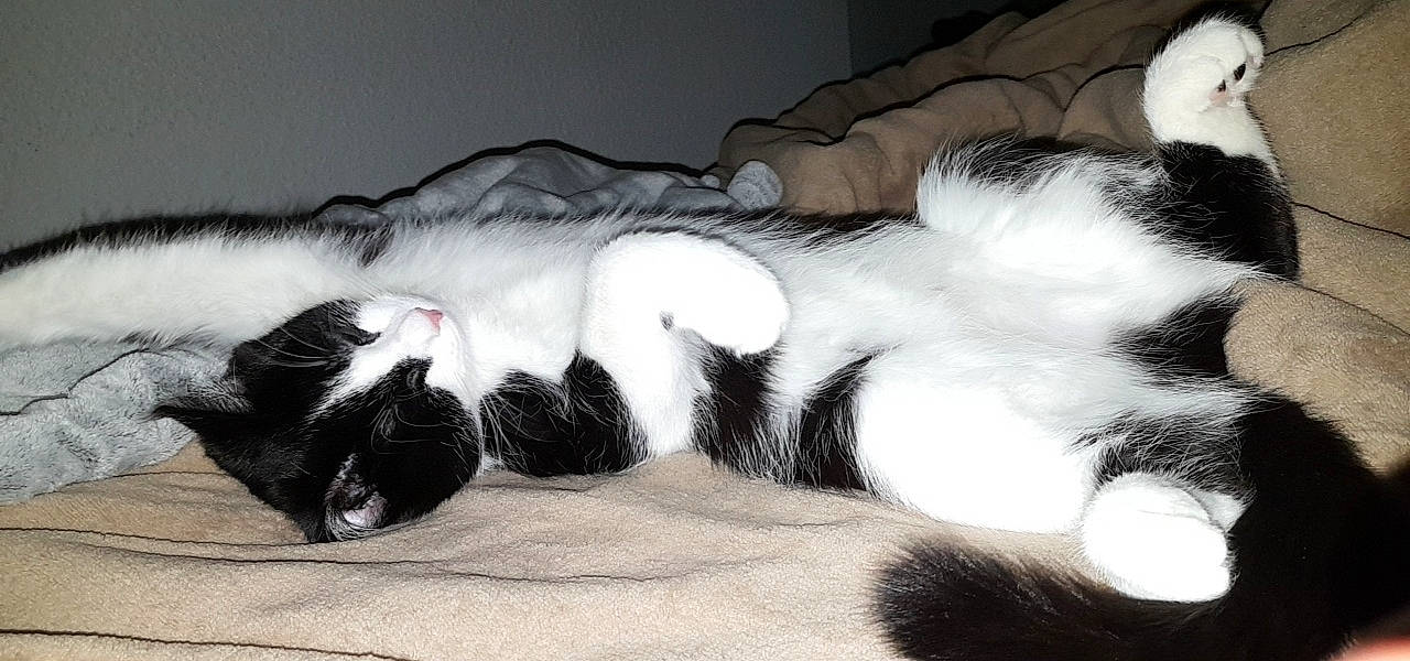 Papaye a rejoint le concours — aidez-le/la à gagner de superbes lots ! black_and_white, carnivore, cat, ear, felidae, fur, kitten, nap, norwegian_forest_cat, paw, polydactyl_cat, sleep, small_to_medium_sized_cats, tail, whiskers