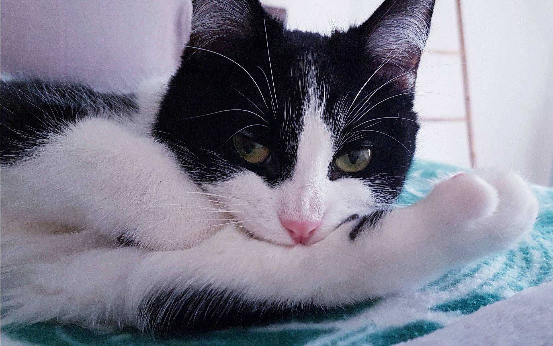 Papaye participe au concours pour gagner de l'argent avec cette photo : aegean_cat, american_wirehair, black_and_white, carnivore, cat, domestic_short_haired_cat, eye, felidae, fur, japanese_bobtail, kitten, mammal, polydactyl_cat, small_to_medium_sized_cats, snout, whiskers