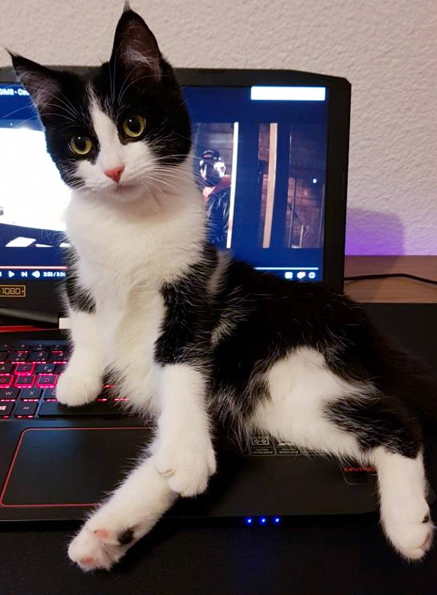 Papaye a rejoint le concours — aidez-le/la à gagner de superbes lots ! american_wirehair, carnivore, cat, domestic_short_haired_cat, ear, electronic_device, eye, felidae, fur, kitten, mammal, norwegian_forest_cat, paw, polydactyl_cat, small_to_medium_sized_cats, technology, whiskers