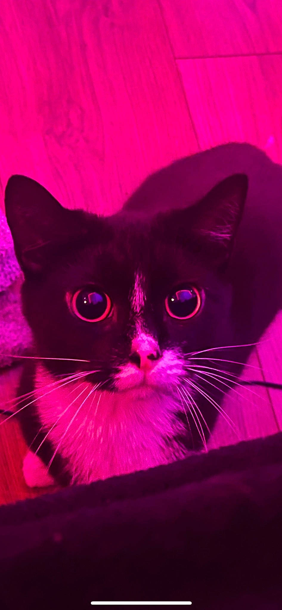 Bella is registered to the contest to win money with this photo: art, carnivore, cat, domestic_short_haired_cat, electric_blue, felidae, font, fur, magenta, mammal, pet_supply, pink, purple, rectangle, small_to_medium_sized_cats, snout, tail, violet, whiskers, window