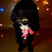 Ky-Ann is registered to the contest to win money with this photo: dog, black_dog, pink_bow, pet, animal, cute, indoors, fairy_lights, decorative_lights, festive, portrait, animal_face, canine, bow_tie, holiday, soft_lighting, background_blur, floor, standing, adorable