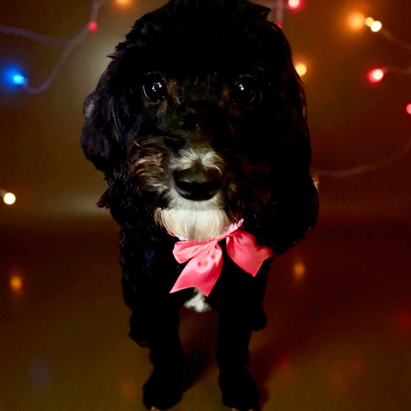Ky-Ann is registered to the contest to win money with this photo: adorable, animal, animal_face, background_blur, black_dog, bow_tie, canine, cute, decorative_lights, dog, fairy_lights, festive, floor, holiday, indoors, pet, pink_bow, portrait, soft_lighting, standing