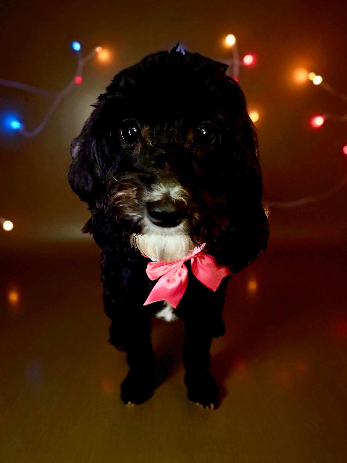 Ky-Ann is registered to the contest to win money with this photo: dog, black_dog, pink_bow, pet, animal, cute, indoors, fairy_lights, decorative_lights, festive, portrait, animal_face, canine, bow_tie, holiday, soft_lighting, background_blur, floor, standing, adorable