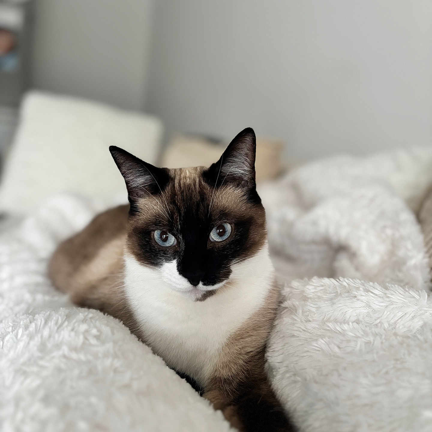 Blue a rejoint le concours — aidez-le/la à gagner de superbes lots ! animal, blanket, cat, kitten, manx, pet, siamese
