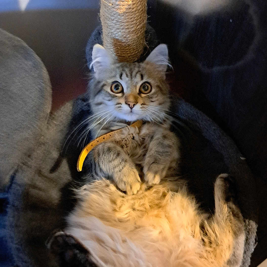 Mimi a rejoint le concours — aidez-le/la à gagner de superbes lots ! animal, cat, cat_bed, collar, cozy, curious, cute, domestic, feline, fluffy, fur, indoor, mammal, paws, pet, resting, scratching_post, tabby, whiskers, wide_eyes