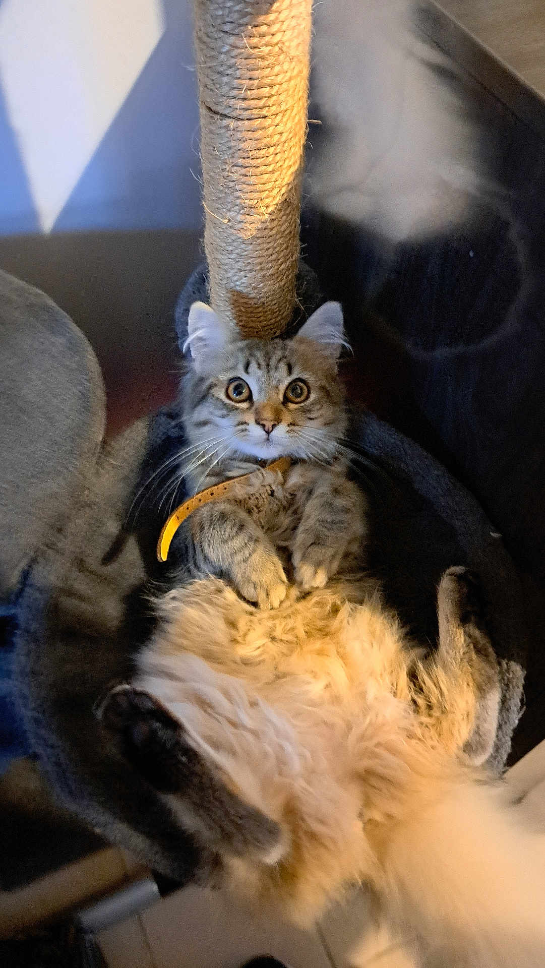 Mimi a rejoint le concours — aidez-le/la à gagner de superbes lots ! cat, tabby, fluffy, collar, scratching_post, cat_bed, indoor, pet, feline, curious, wide_eyes, paws, fur, cozy, resting, animal, cute, domestic, mammal, whiskers