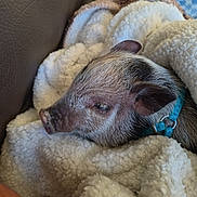 Bella a rejoint le concours — aidez-le/la à gagner de superbes lots ! dog, sleeping, puppy, pet, animal, snuggled, blanket, fleece, cozy, indoors, collar, blue_collar, brown_fur, white_fur, close_up, resting, relaxed, cute, portrait, nap