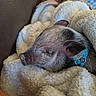 dog, sleeping, puppy, pet, animal, snuggled, blanket, fleece, cozy, indoors, collar, blue_collar, brown_fur, white_fur, close_up, resting, relaxed, cute, portrait, nap
