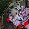 piglet, pig, animal, pet, snout, pink_nose, ears, fur, black_and_white, crib, bedding, blanket, stuffed_animal, plush_toy, cozy, indoor, portrait, close_up, colorful, phone_camera