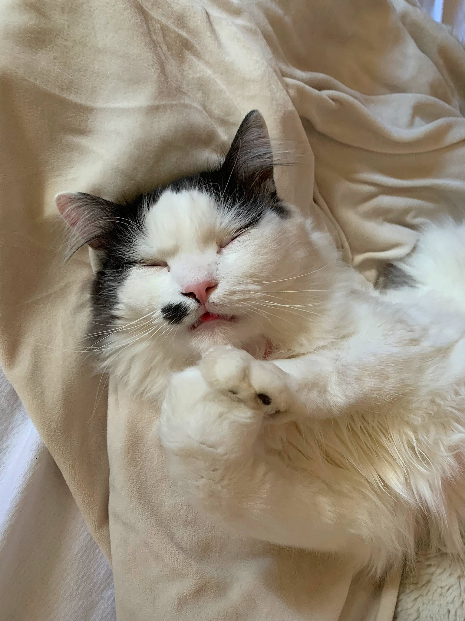 Yuri participe au concours pour gagner de l'argent avec cette photo : carnivore, cat, claw, comfort, fang, fawn, felidae, fur, natural_material, sleeve, small_to_medium_sized_cats, snout, terrestrial_animal, whiskers