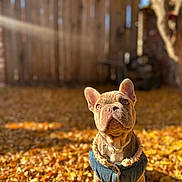 Buddha is registered to the contest to win money with this photo: animal, autumn, brown_fur, canine, cute, denim_jacket, dog, fall_leaves, fence, leaf_litter, nature, outdoor, pet, portrait, puppy, seasonal, sunlight, tree, warm_light, young_dog
