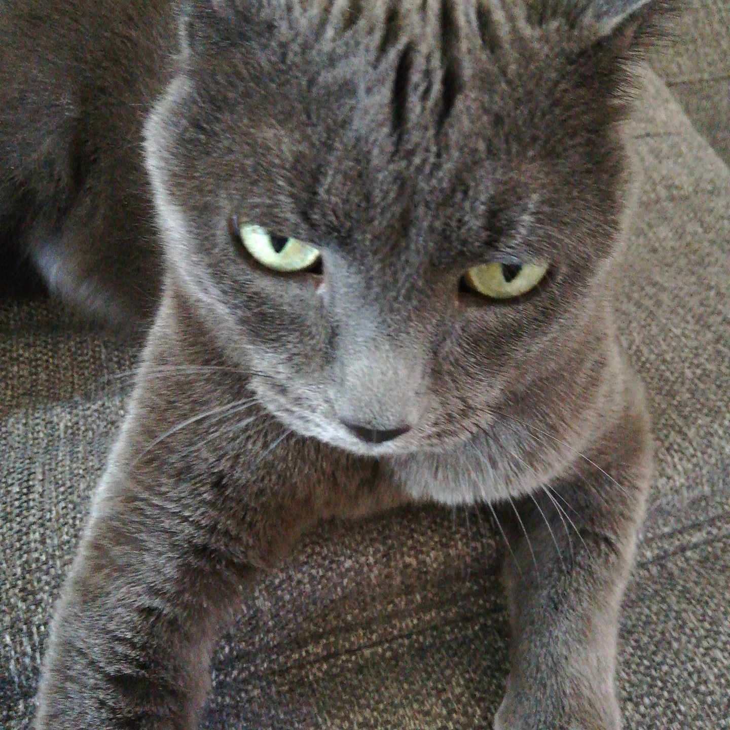 Luciole a rejoint le concours — aidez-le/la à gagner de superbes lots ! cat, gray_cat, pet, animal, close_up, green_eyes, feline, whiskers, paws, fur, indoor, texture, sofa, resting, looking, cute, mammal, domestic_animal, alert, portrait
