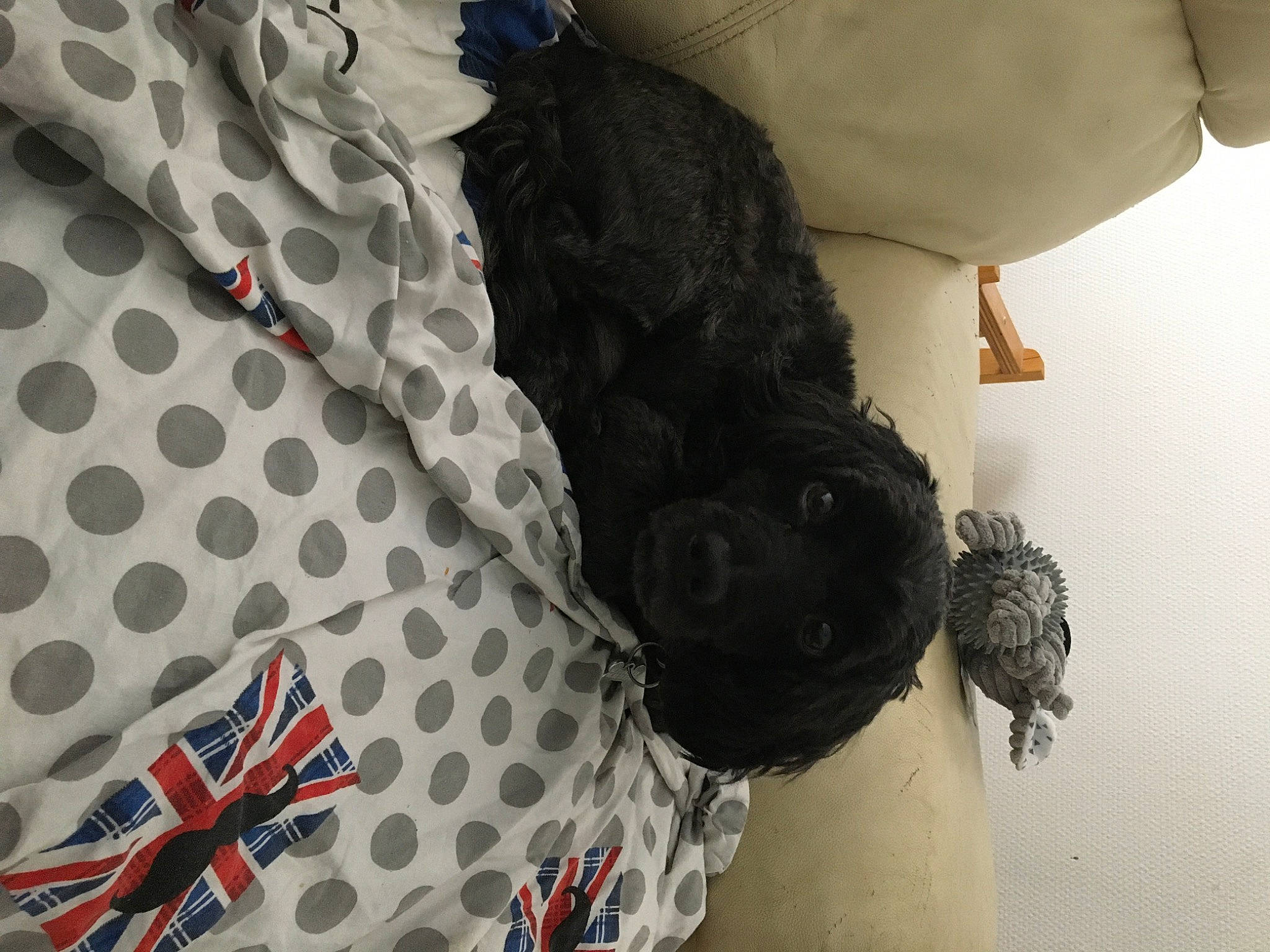 Joggy participe au concours pour gagner de l'argent avec cette photo : canidae, carnivore, circle, companion_dog, dog, dog_breed, dog_collar, dog_supply, fashion_accessory, fur, grey, linens, mammal, pattern, polka_dot, sleeve, sporting_group, textile, toy_dog, working_animal