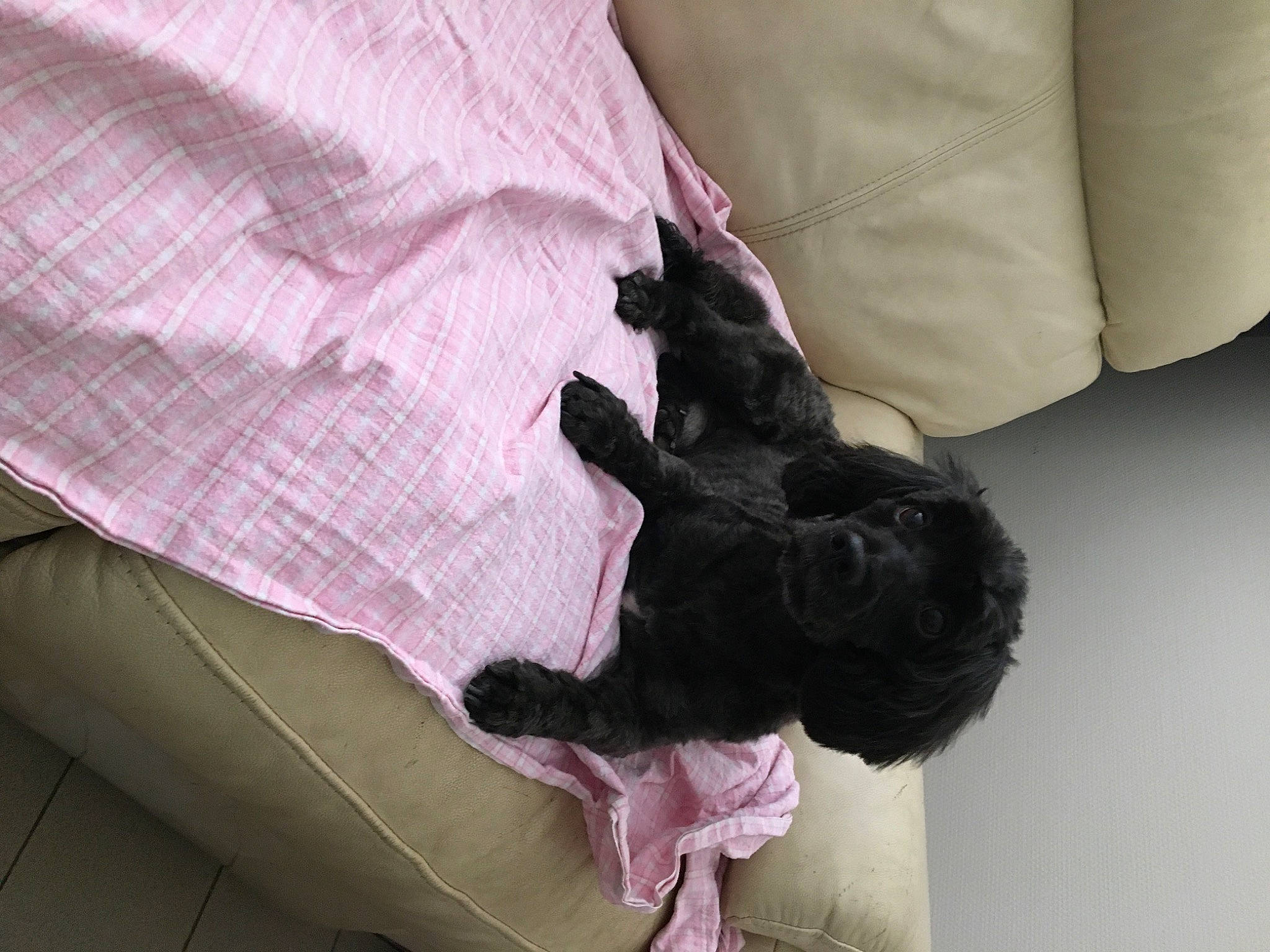 Joggy a rejoint le concours — aidez-le/la à gagner de superbes lots ! canidae, carnivore, comfort, companion_dog, dog, dog_breed, dress, felidae, fur, gesture, human_leg, linens, magenta, nail, pattern, sleeve, sporting_group, tail, textile, wrist