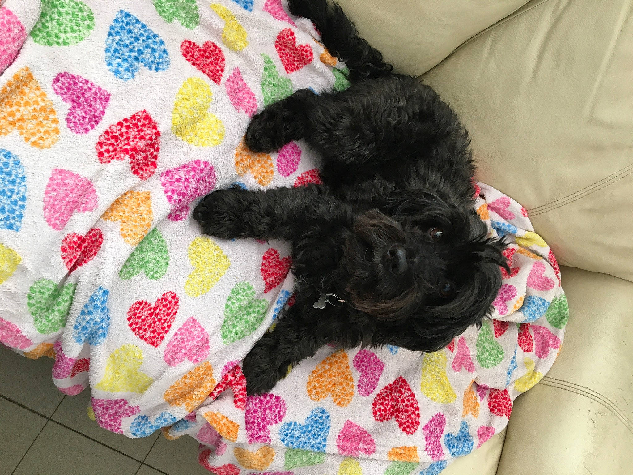 Joggy a rejoint le concours — aidez-le/la à gagner de superbes lots ! baby_toddler_clothing, carnivore, comfort, companion_dog, craft, creative_arts, dog_breed, fawn, fur, linens, magenta, pattern, pet_supply, pink, sleeve, tail, textile, thread, wool, woolen