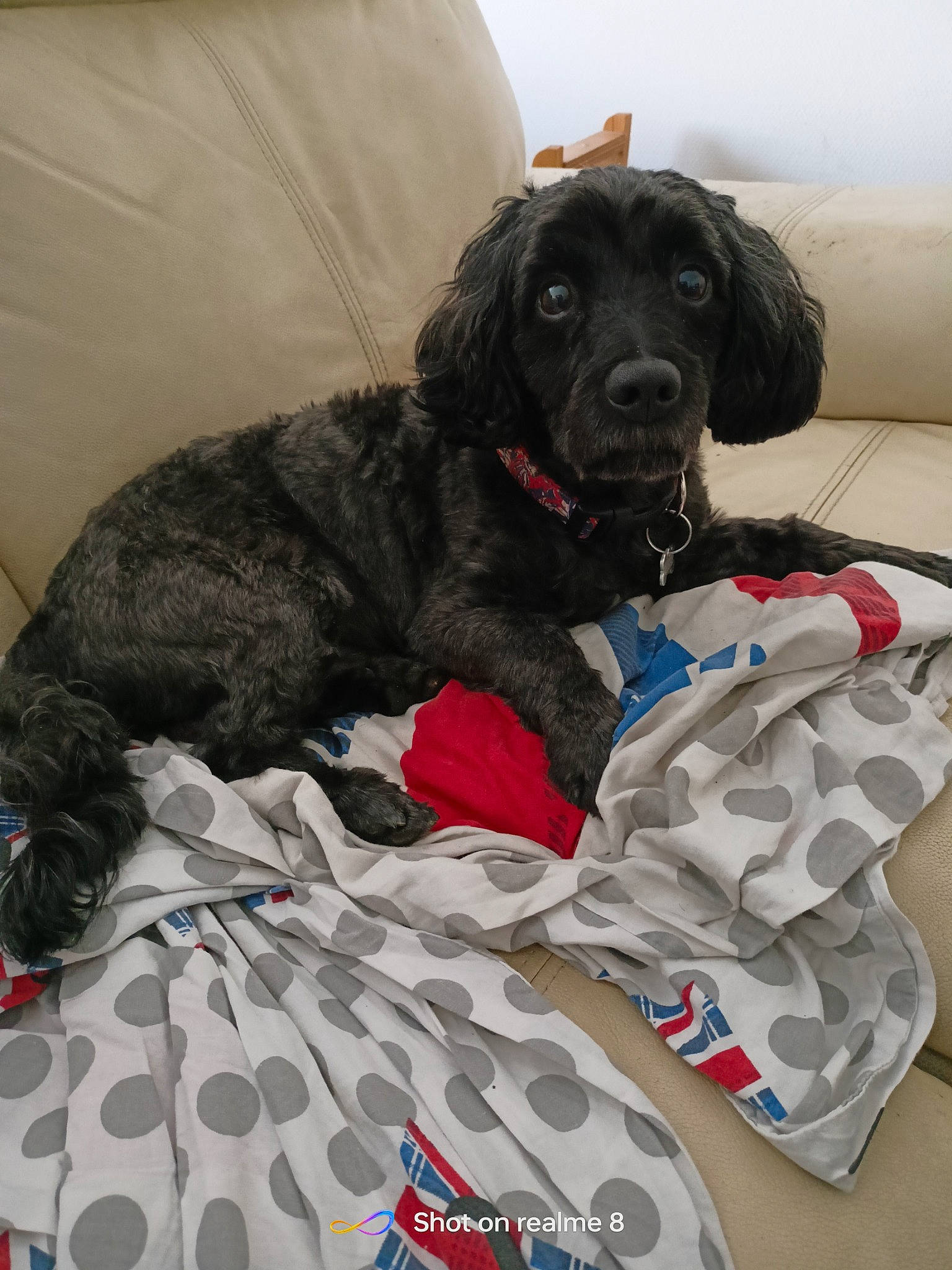 Joggy a rejoint le concours — aidez-le/la à gagner de superbes lots ! borador, canidae, carnivore, collar, comfort, companion_dog, dog, dog_breed, dog_collar, dog_supply, fur, gun_dog, linens, pattern, sporting_group, working_animal