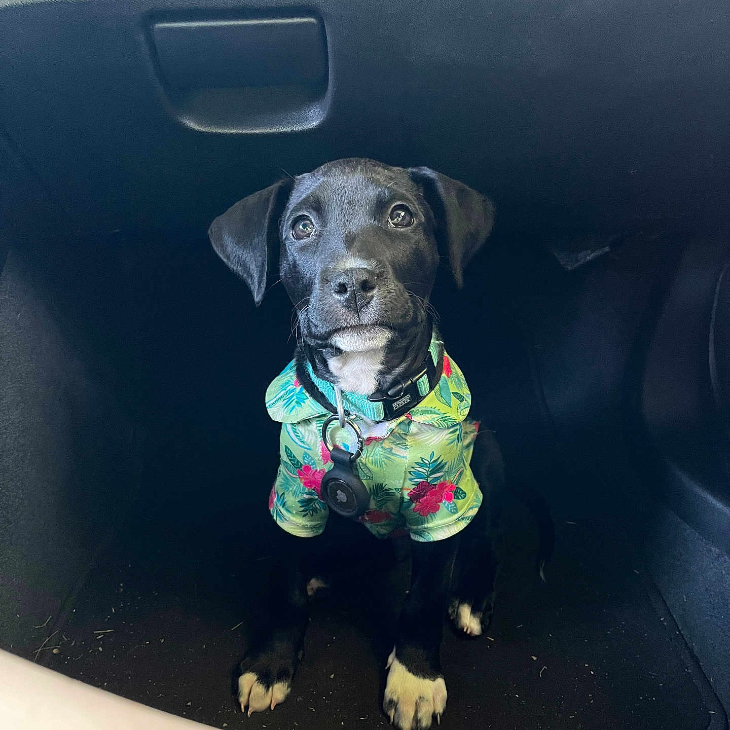 Cash is registered to the contest to win money with this photo: accessories, animal, belt, canine, car, clothing, dog, face, footwear, head, hound, labradorretriever, person, pet, photography, pointer, portrait, puppy, shoe, shorts