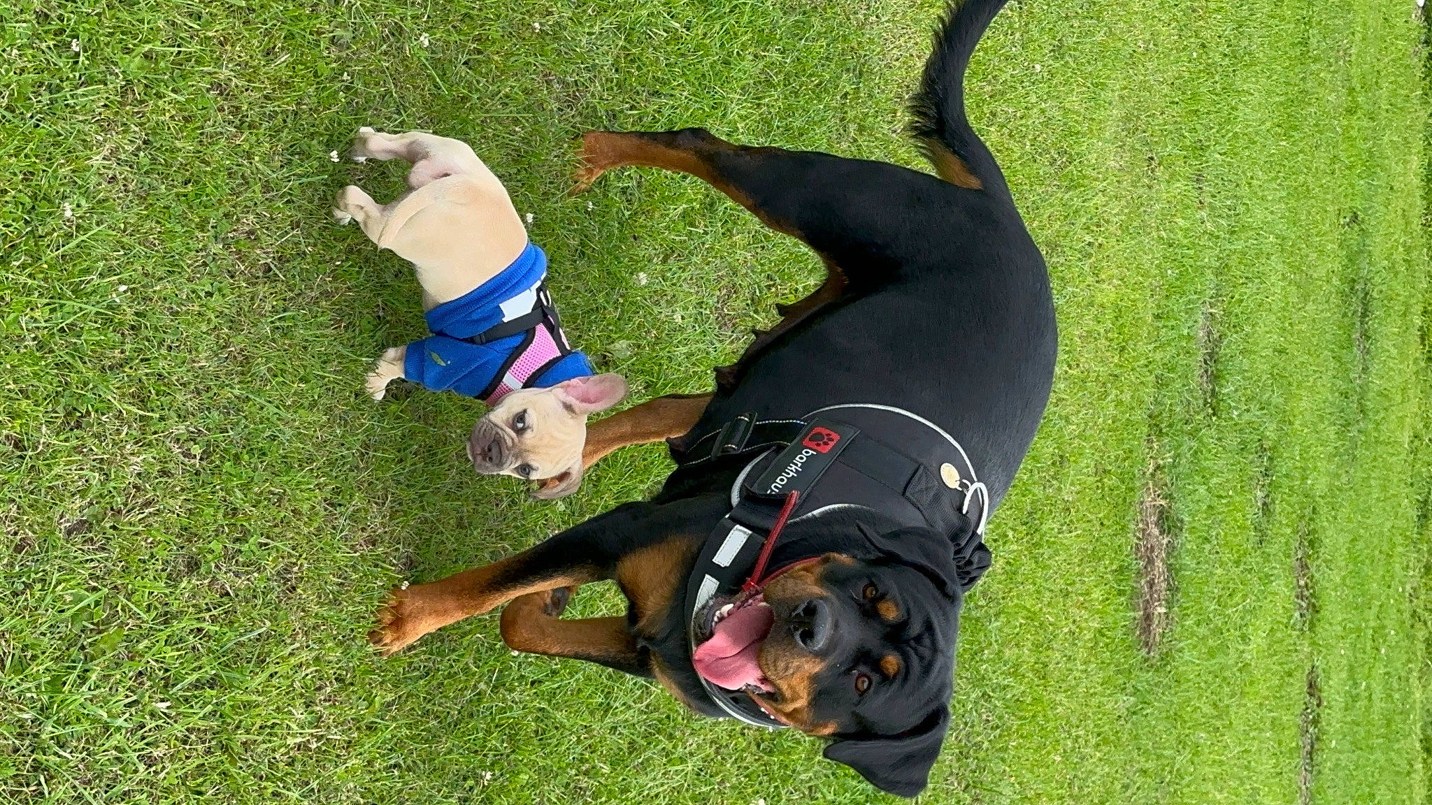 Enola joined the competition — help win amazing prizes! adventure, canidae, carnivore, companion_dog, dog, dog_breed, dog_supply, fun, grass, guard_dog, hunting_dog, lawn, leisure, plant, recreation, sporting_group, sports, tail, working_animal, working_dog